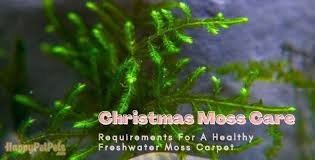 christmas moss care requirements for