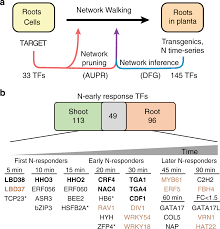 Network Walking Charts Transcriptional Dynamics Of Nitrogen