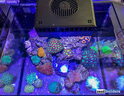 Red Sea Reefled Review The Best First Generation Led Light To Date Reef Builders The Reef And Saltwater Aquarium Blog