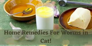 worms in cat natural dewormer for cats