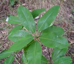Check spelling or type a new query. Magnolia Virginiana Sweet Bay Go Botany