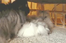Animated, animation, lol, funny, gif binge, cat, bunny, rabbit, snuggle, cuddle, lick, licking, cat and rabbit snuggling. Cat Whomps Bunny Senor Gif Pronounced Gif Or Jif