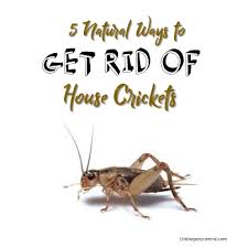 5 Natural Ways To Kill House Crickets