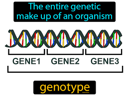 genotype definition image gamesmartz