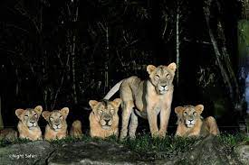 The animals of the night safari, ranging from gaur, chital deer, asian elephants, rhinoceros, are made visible by lighting. Night Safari Zeotrip