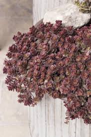 bronze carpet stonecrop sedum spurium
