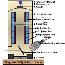 Difference Between Light And Electron Microscope With