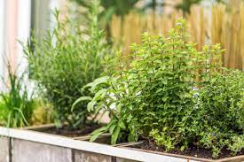 How To Assemble The Perfect Herb Garden