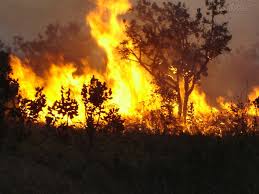 Resultado de imagem para queimadas na amazonia