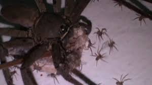 The species is native to the southeastern asian country laos. Giant Huntsman Spiders Baby Delivery Then Hundreds Of Babies Spread Throughout In House Wall Youtube