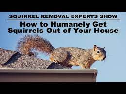 How To Humanely Get Squirrels Out Of