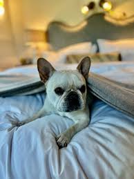 dog friendly luxury sonoma county hotels