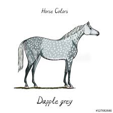 Horse Color Chart On White Equine Dapple Grey Coat Color