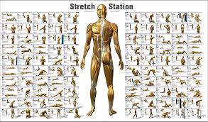 Stretching Charts Free Printable Best Picture Of Chart