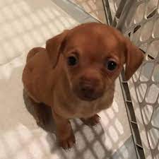 Hi i have a male puppy who is now 8 weeks old today and weighs about 1 pound and 1 ounce. Chihuahua Puppies Now 8 Weeks Emerald City Rescue Inc Facebook