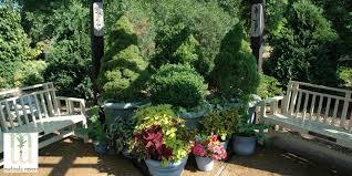 how to plant trees and shrubs in containers