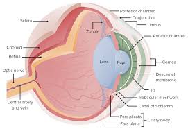 eye anatomy concise cal knowledge