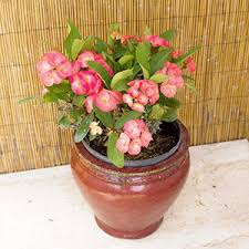 5) имунитетът на стайните цветя отлично се подобрява от пръскането на разтвор с аспирин. 20 Krasivo Cftyashi Domashni Rasteniya Chast 1 Comfort Bg