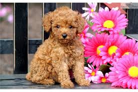Size and price chart is provided for reference for the poodle breed. Poodles Near Me For Sale Off 56 Www Usushimd Com
