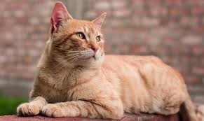 However, if the kittens appear to be getting into trouble or dangerous situation within. Spiritual Meaning Of Cats In The Dream Dream About Cats Evangelist Joshua