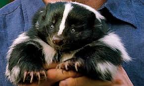 This can be attributed to the reduced number of predators as well as proper nutrition and care that comes with domestication. Would You Adopt A Skunk