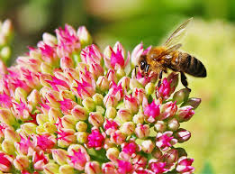RÃ©sultat de recherche d'images pour "abeilles et notre survie"