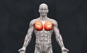 the 10 best upper chest exercises