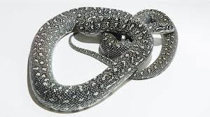 diamond pythons morelia spilota spilota