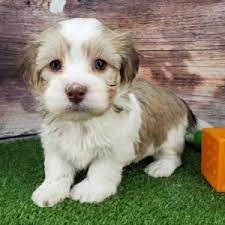 Looking for a great breeder in tn, nc, or sc. Elliot Havanese Puppy 602153 Puppyspot