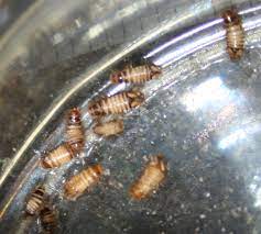 carpet beetle larvae mistaken for bed