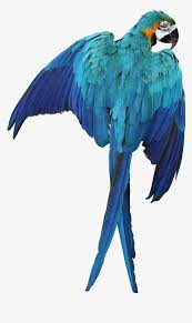 macaw parrot transpa image bird
