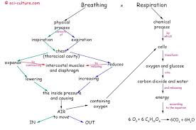 The Difference Between Breathing And Respiration Gcse Revision