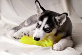 siberian husky ing with a toy
