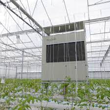 greenhouse tomatoes