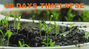 The california poppy (eschscholzia californica) is a study in contrasts.the plants are vigorous and often grow in vacant lots and on roadsides with no tending. Poppy Timelapse From Seed First 40 Days Of Growth Mohn Zeitraffer Youtube