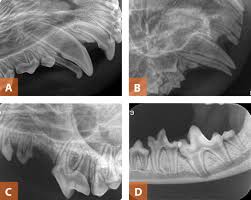 Interpretation Of Dental Radiographs In Dogs And Cats Part