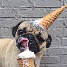 Image result for puppies eating ice cream