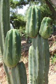How do you properly cut and replant a cactus? How To Propagate Your San Pedro Cactus