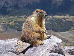 Image result for marmot