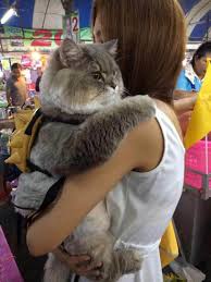 374 watchers38.7k page views1.4k deviations. Cats And Kittens On Twitter Meet Bone Bone The Enormous Fluffy Cat From Thailand That Everyone Asks To Take A Picture With Ever Seen A Cat So Fluffy That He Looks Unreal
