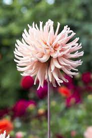 Don T Dig Up Dahlias For Winter What