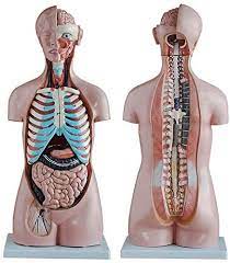 WANGXN 85 cm mänsklig assexuell torso modell 20 delar halvkropp torso  anatomi modell med inre organ anatomiskt skelettmodell : Amazon.se:  Industriella verktyg & produkter