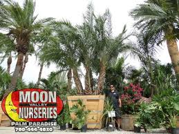 Palm Paradise Nursery Palm Paradise