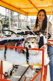 dog friendly itinerary wheel fun als