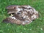 Image result for dead hawk in yard