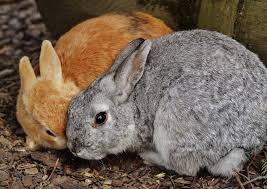 the best rabbit bedding how to choose