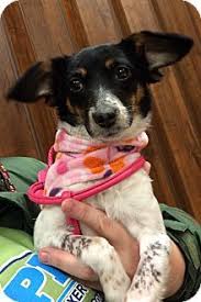 Many pet shelters around your locality contain so many innocent pets that are dreaming about a home adopted pets give you more affection as they have been longing for a caring family as well. Joliet Il Rat Terrier Meet Mae A Puppy For Adoption Rat Terriers Puppy Adoption Pet Adoption