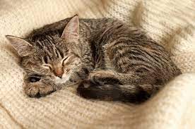 Hoeveel slaap heeft mijn kitten nodig? | PERFECT FIT™