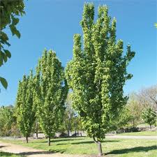 Small Evergreen Trees In Australia