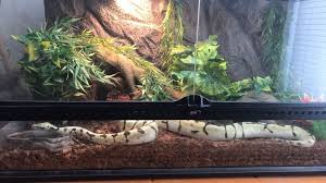 ball python habitat requirements